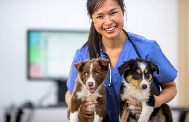 istock Veterinarian with Two New Puppy Patients 1341763581