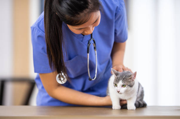 istock Veterinarian Giving a Cat an Examination 1341763599