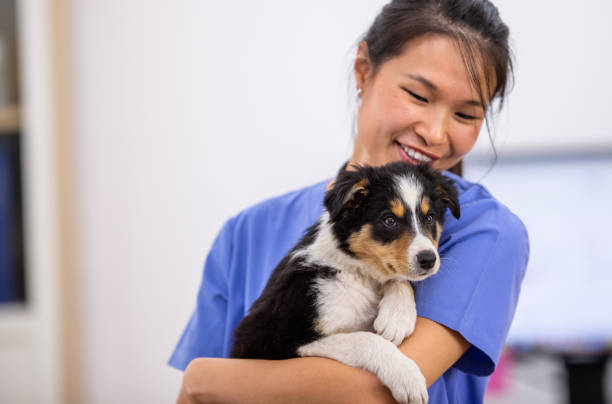 istock Veterinarian Cuddling a Puppy in Her Arms 1341763601