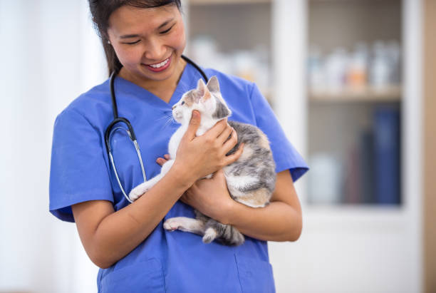 veterinario sosteniendo a un paciente felino en sus brazos - veterinary medicine fotografías e imágenes de stock