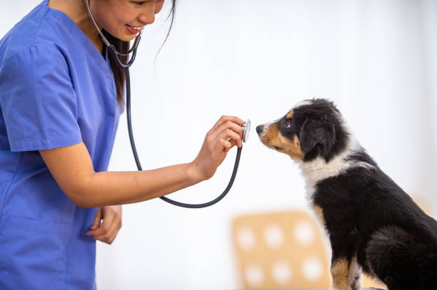 istock Veterinarian Letting a Puppy Sniff Her Stethoscope 1341763605