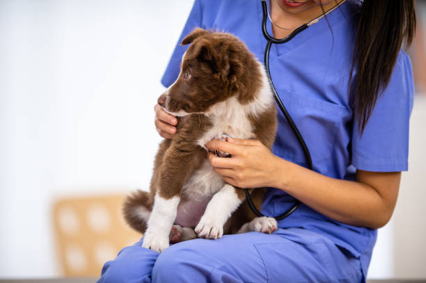 istock Female Veterinarian Giving a Dog a Check-Up 1341763611