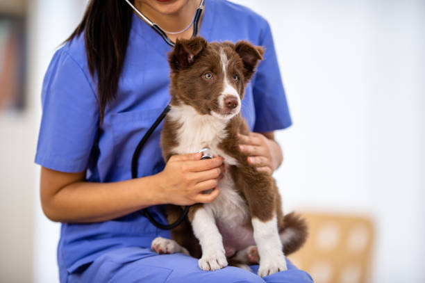 istock Female Veterinarian Giving a Dog a Check-Up 1341763612