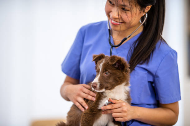 istock Female Veterinarian Giving a Dog a Check-Up 1341763613