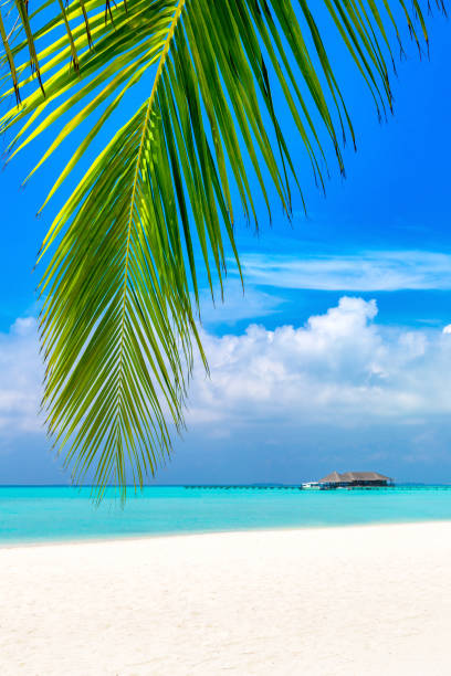 Veligandu island resort - the Maldives