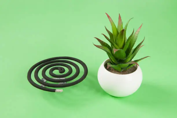 Photo of Burning mosquito coil with cactus plant on green background