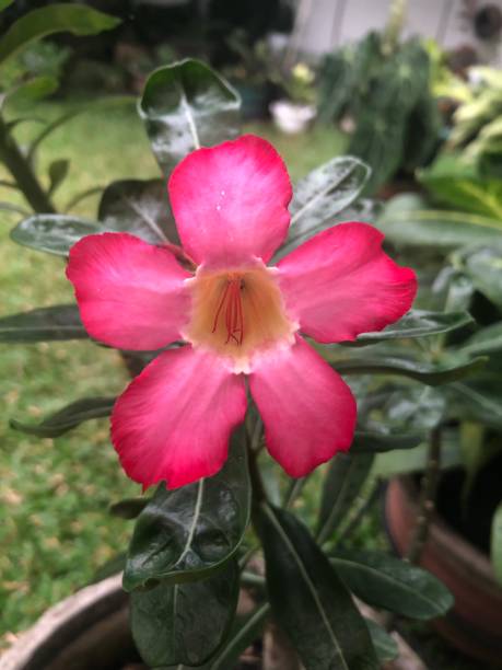 istock Pink Frangipani Flower 1341770749