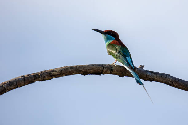 istock Nature wildlife image of Blue-throated bee-eater standing on tree branch 1341771508