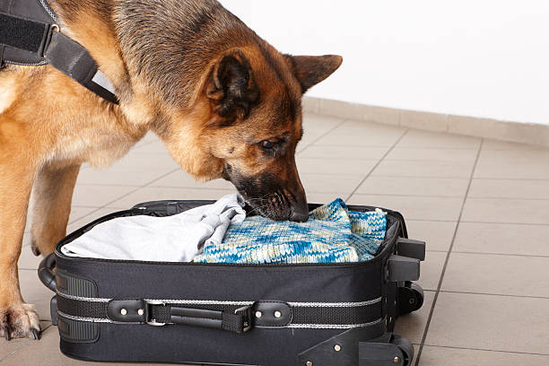 istock Sniffing dog chceking luggage 134177261