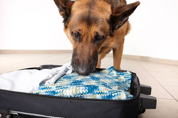 istock Sniffing dog chceking luggage 134177303
