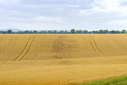 A ripe grain crop on a wavy steppe plain against the background of hills and mountains under a cloudy sky, traces of agricultural machinery. Siberia, Russia