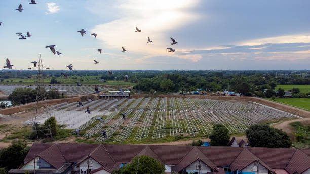 istock Pigeons Flying over the house 1341777976
