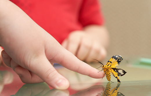 The butterfly was about to cling to the finger of the child raised from the table.
