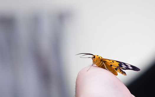 pet butterfly on hand finger in room
