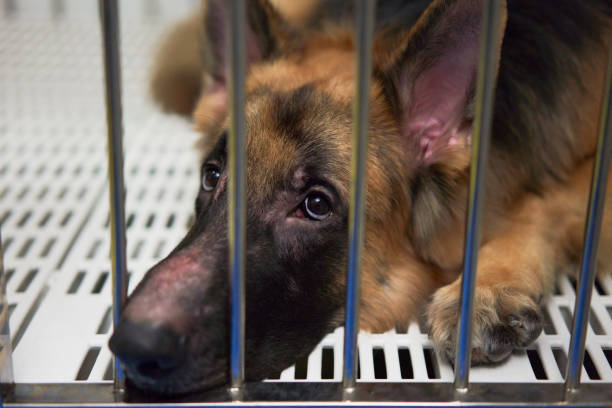istock German Shepherd dog lying in cage looking up 1341779784