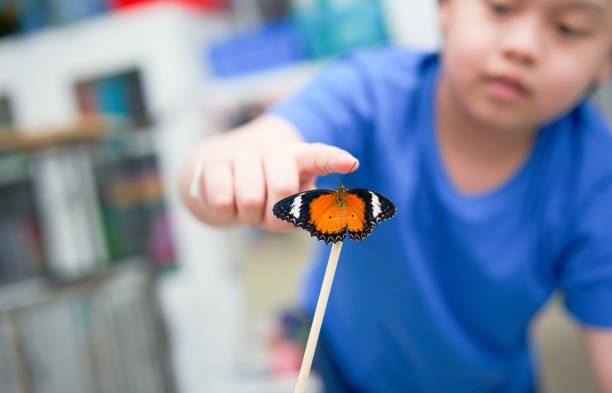butterfly perched on chopsticks The boy was reaching out and touching the background blurry.