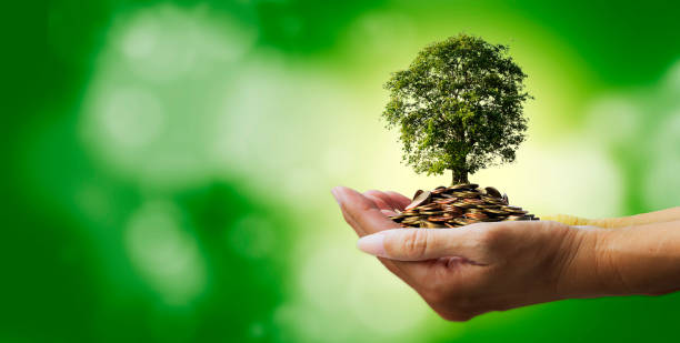 banner coins with tree in people hands on green background with bokeh - saving money for the future - seed human hand tree growth imagens e fotografias de stock