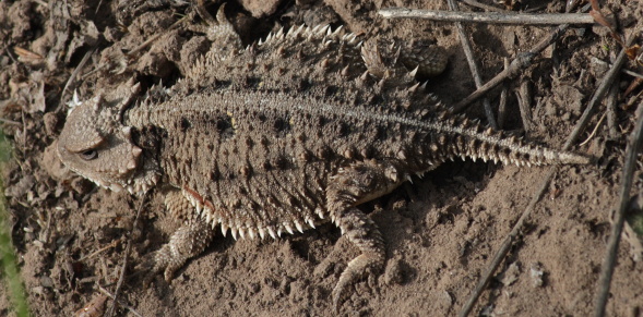 Horned Toad