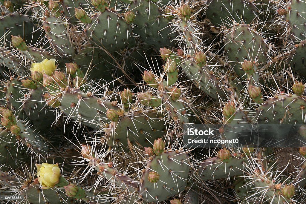 Cactus-Bett - Lizenzfrei Arizona Stock-Foto