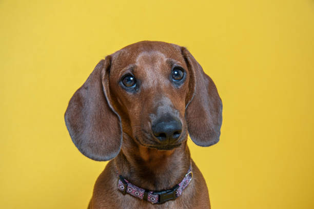 istock DachshundDachshund  - Brown Female 1341783940