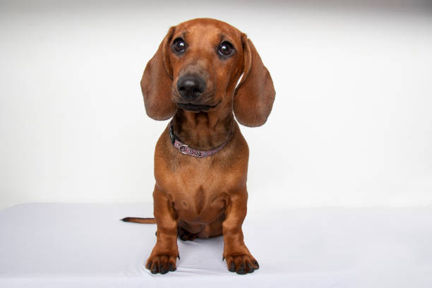 ダックスフントダックスフント - ブラウン女性 - miniature dachshund ストックフォトと画像