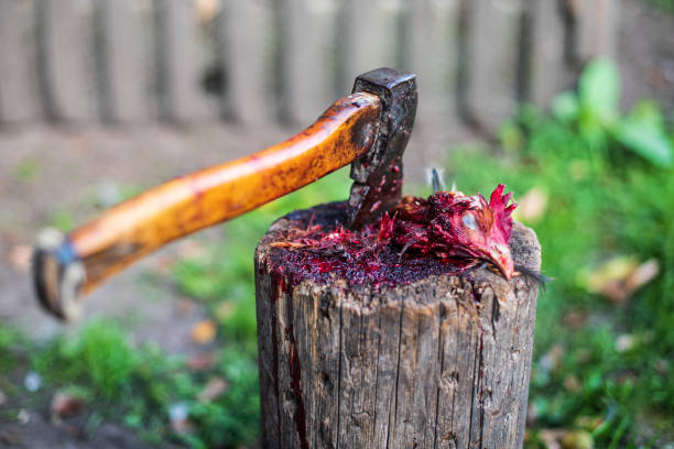 A bloody chicken head is lying on a old stump. Slaughter of poultry. An axe stuck in a stump A bloody chicken head is lying on a old stump. Slaughter of poultry. An axe stuck in a stump. axe stump stock pictures, royalty-free photos & images