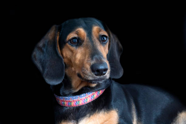 istock Dachshund  - Black and Tan  Female 1341784908