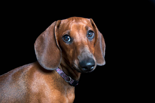 istock DachshundDachshund  - Brown Female 1341784983