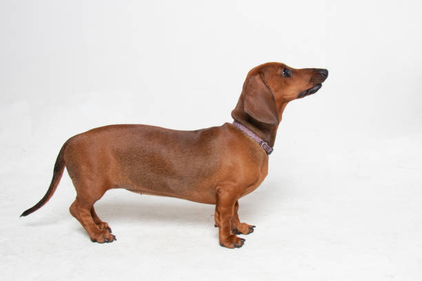 ダックスフントダックスフント - ブラウン女性 - miniature dachshund ストックフォトと画像