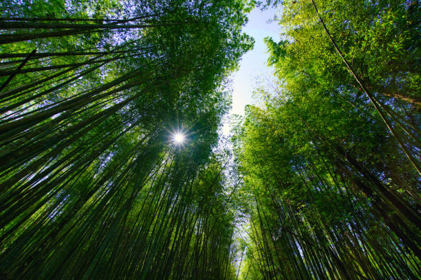 istock The sunlight penetrates the green bamboo forest. 1341785129