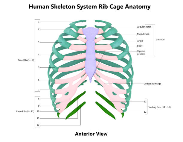 scheletro umano sistema gabbia toracica articolazioni ossee anatomia - rib cage foto e immagini stock