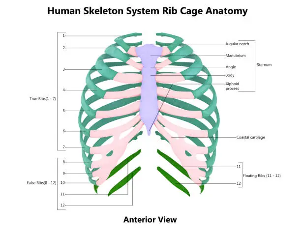 Photo of Human Skeleton System Rib Cage Bone Joints Anatomy