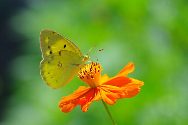istock Yellow Butterfly on Cosmos 134178711