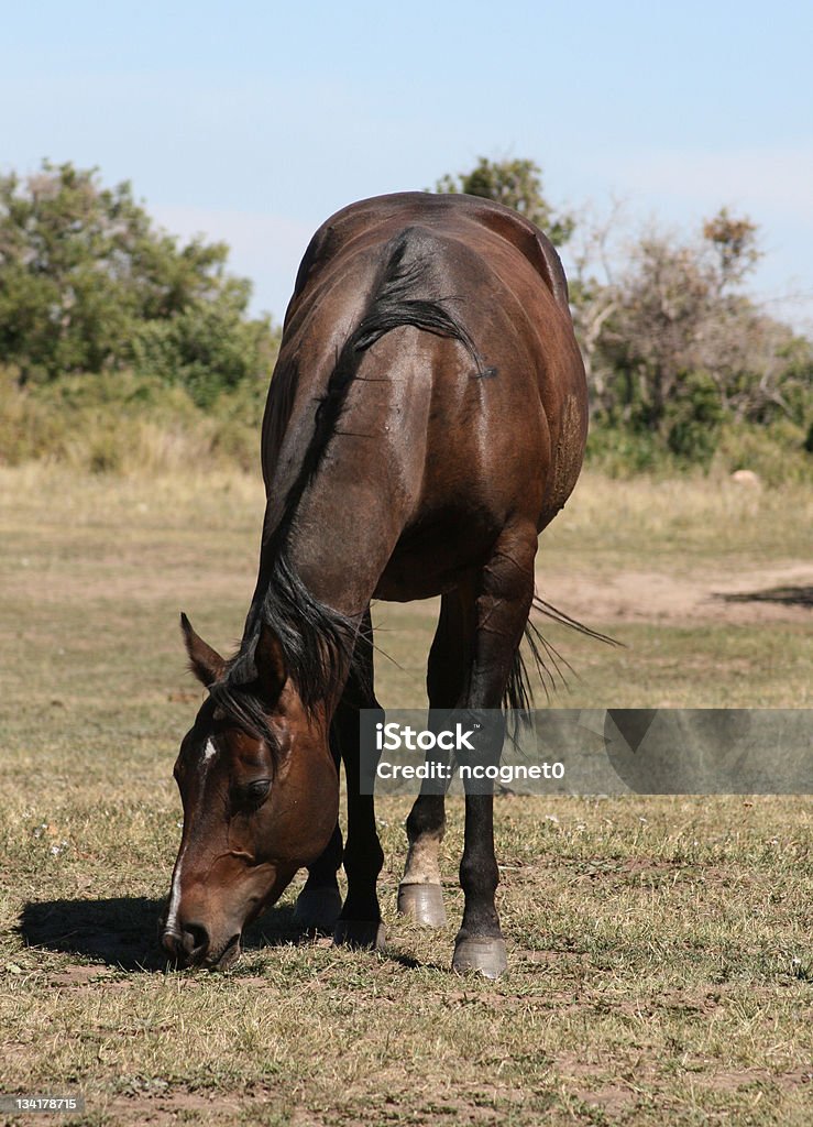 Comer cavalo - Foto de stock de Ajardinado royalty-free