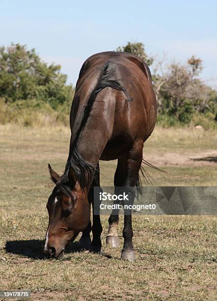 Foto de Comer Cavalo e mais fotos de stock de Ajardinado - Ajardinado, Alazão - Cor de Cavalo, Animal