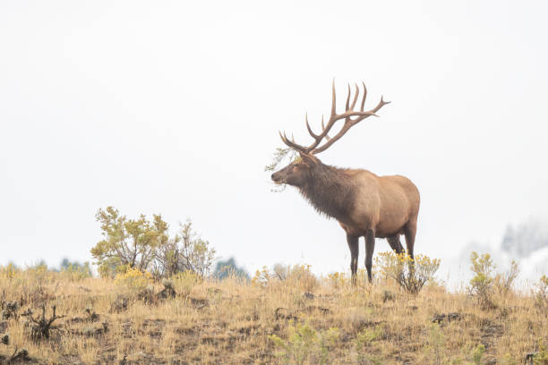 Bull elk on mountain ridge after victory in battle