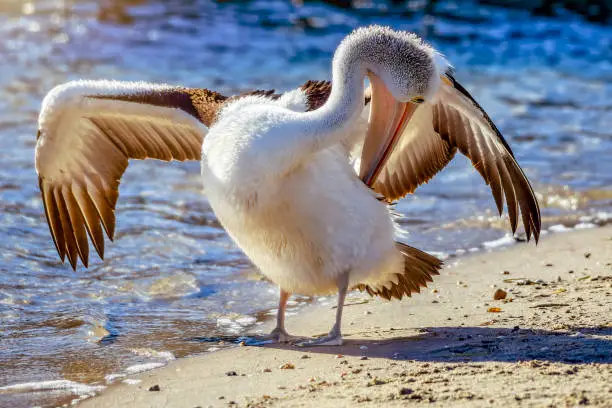 Photo of Australian Pelican (Pelecanus conspicillatus)