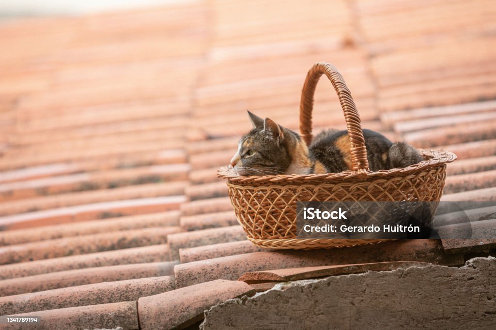 Kitten lying inside a wicker basket Kitten lying inside a wicker basket, enjoying the sun. Animal Stock Photo