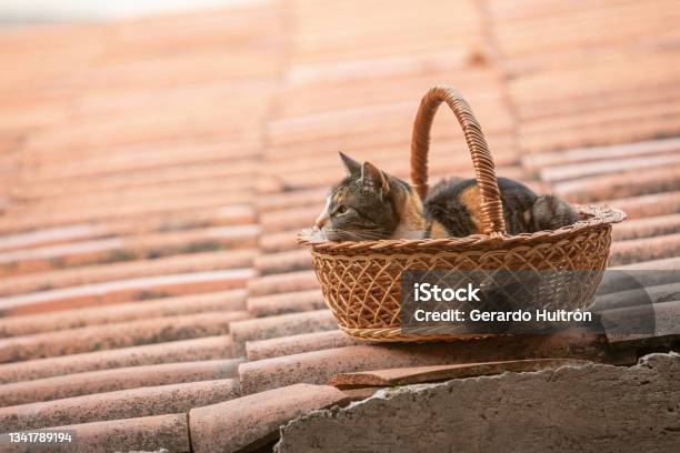 Kitten Lying Inside A Wicker Basket Stock Photo - Download Image Now - Animal, Animal Hair, Basket