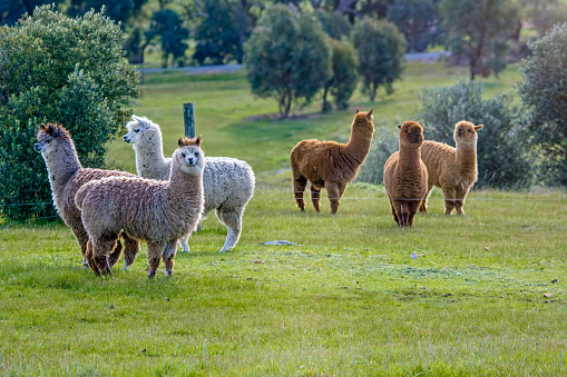 Closeup Cute heads of brown and cream Alpaca animal on blue sky. Muzzles Domesticated Camelid Mammal, Lama Pacos looks at Camera. Horizontal plane. High quality photo