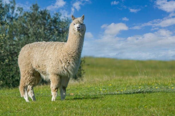 Alpaca Alpaca in an Olive Grove lama stock pictures, royalty-free photos & images
