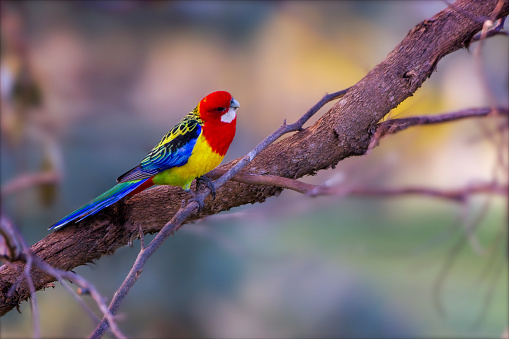 The eastern rosella is a rosella native to southeast of the Australian continent and to Tasmania.