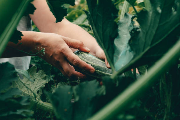 hands with zucchini during harvesting on farm. - vegetable green close up agriculture imagens e fotografias de stock