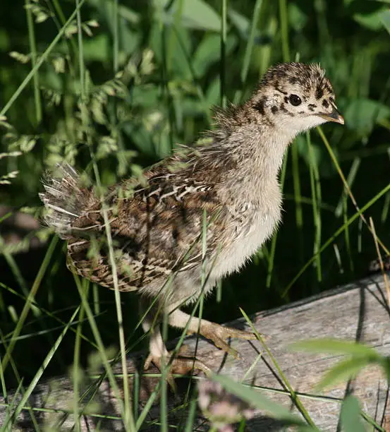 Photo of Wild Baby Grouse Chick