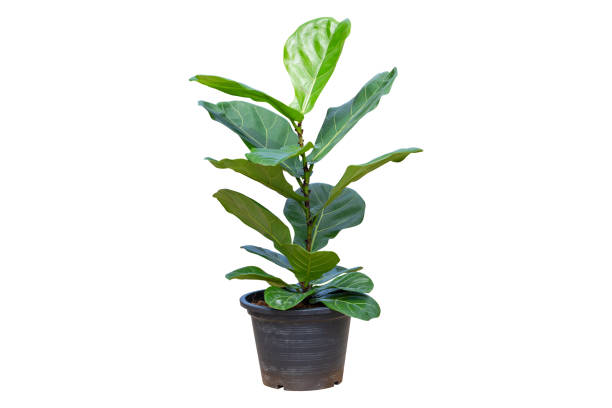 istock Fiddle Leaf Fig or Ficus lyrata isolated on a bright white background, Potted plant with clipping path 1341793599
