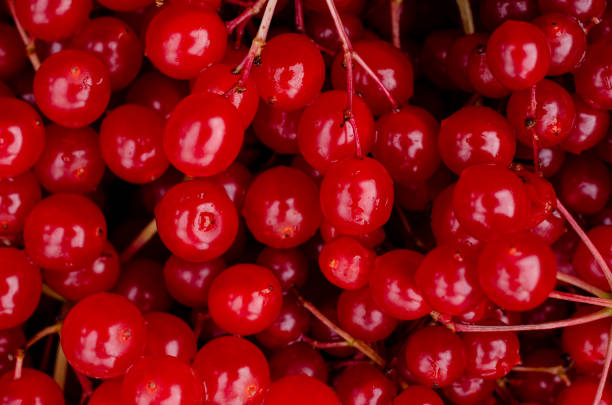 Background red viburnum berries. Design concept. Copy space.