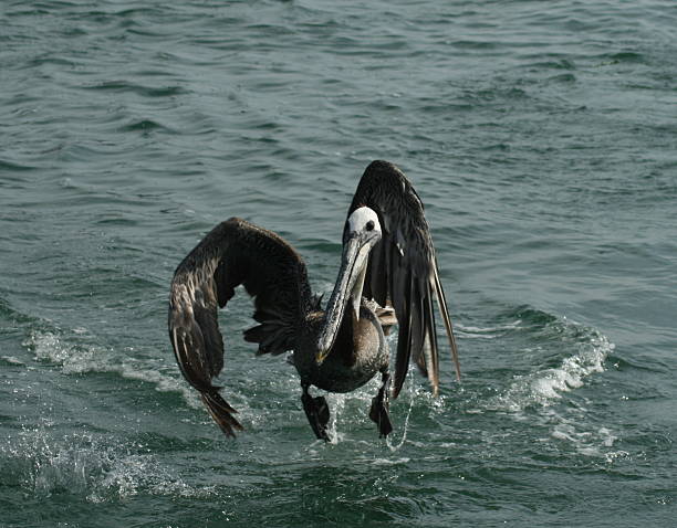 pelican - audubon park zoo fotografías e imágenes de stock