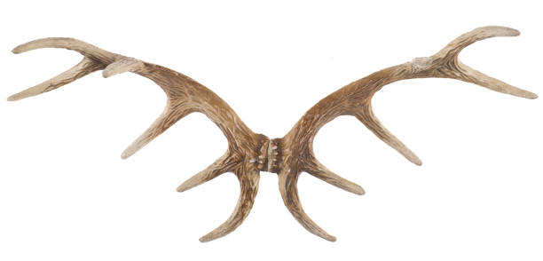 istock christmas antlers isolated on white background 1341795423