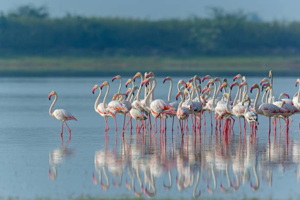 istock Beautiful Flamingos 1341795539