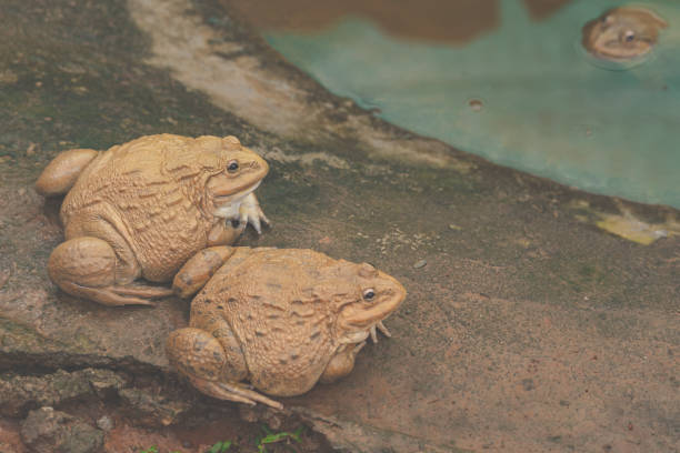 Frog animal in organic farm